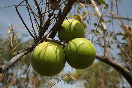 Image of Spiny monkey-orange