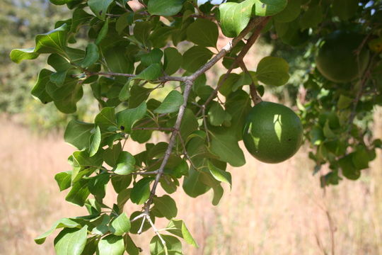 Plancia ëd Strychnos spinosa Lam.