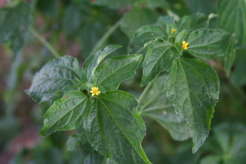 Plancia ëd Synedrella nodiflora (L.) Gaertn.