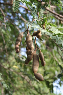 Plancia ëd Tamarindus indica L.