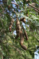 Image of tamarind