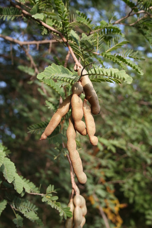 Image of tamarind