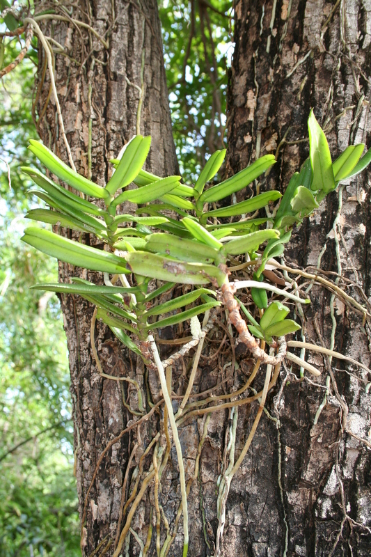 Image of Calyptrochilum christyanum (Rchb. fil.) Summerh.