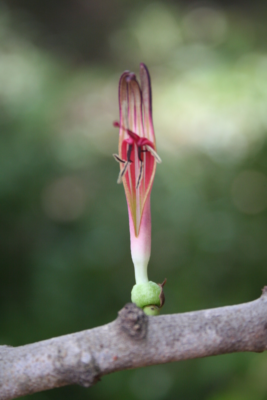 Image de Agelanthus dodoneifolius (DC.) R. M. Polhill & D. Wiens