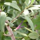 Image of Agelanthus dodoneifolius (DC.) R. M. Polhill & D. Wiens
