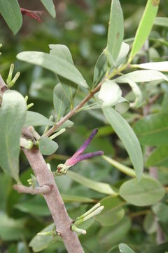 Image de Agelanthus dodoneifolius (DC.) R. M. Polhill & D. Wiens