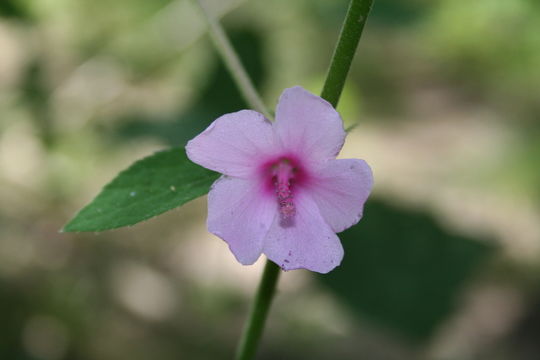 Image of Caesarweed