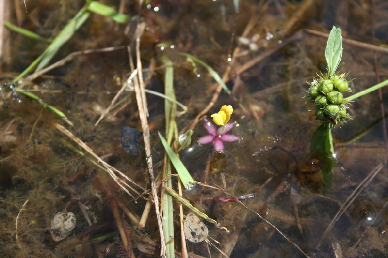 Image de Utricularia inflexa Forsskál