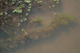 Image of Utricularia inflexa Forsskál