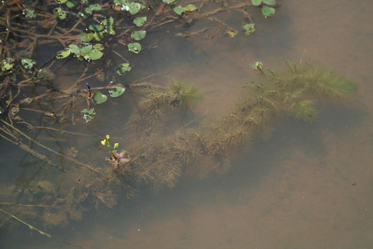 Image of Utricularia inflexa Forsskál