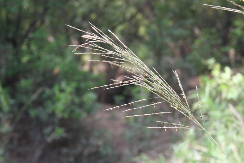 Слика од Chrysopogon nigritanus (Benth.) Veldkamp