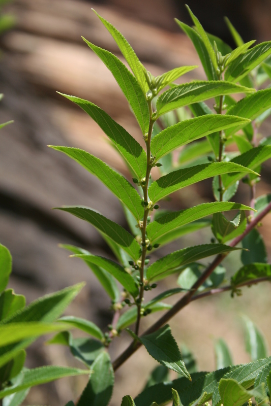 Image of Gunpowder-Tree