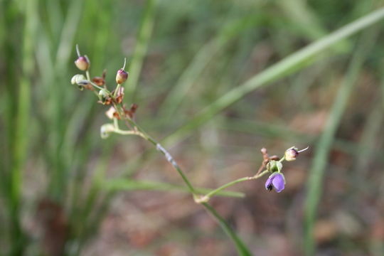 Image of Murdannia simplex (Vahl) Brenan