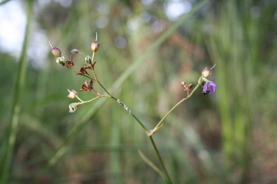 Sivun Murdannia simplex (Vahl) Brenan kuva