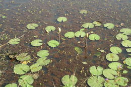 Image of Utricularia stellaris L. fil.