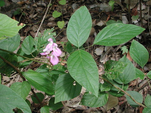 Imagem de Canavalia ensiformis (L.) DC.