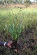 Image of Butomopsis latifolia (D. Don) Kunth