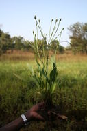 Image of Butomopsis latifolia (D. Don) Kunth