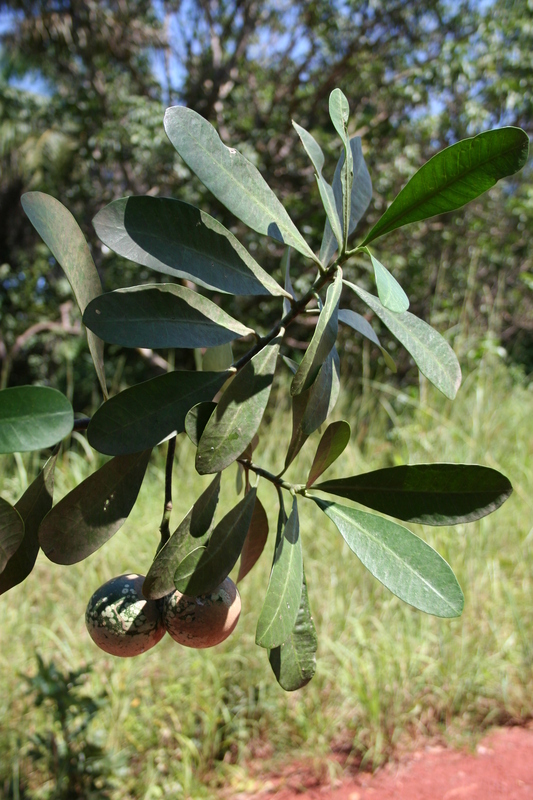 Image of Wild frangipani