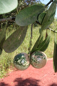 Image of Wild frangipani