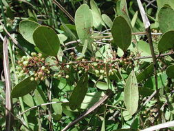 Image of Confetti tree