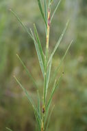 Image of Crotalaria glauca Willd.