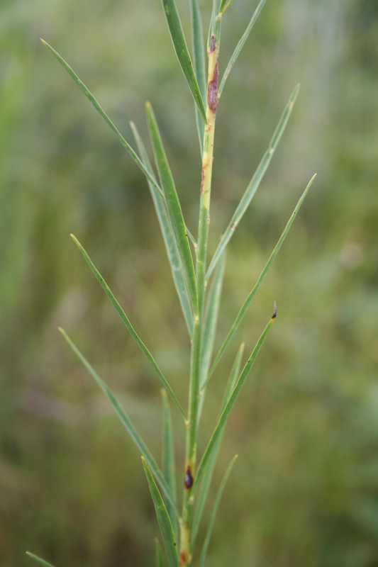 Image of Crotalaria glauca Willd.