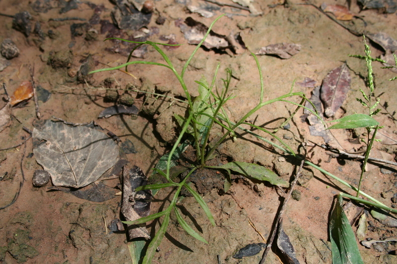 Image of Ceratopteris cornuta (P. Beauv.) Le Prieur