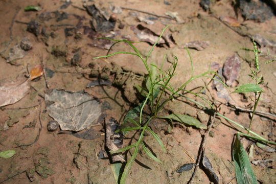 Image of Ceratopteris cornuta (P. Beauv.) Le Prieur