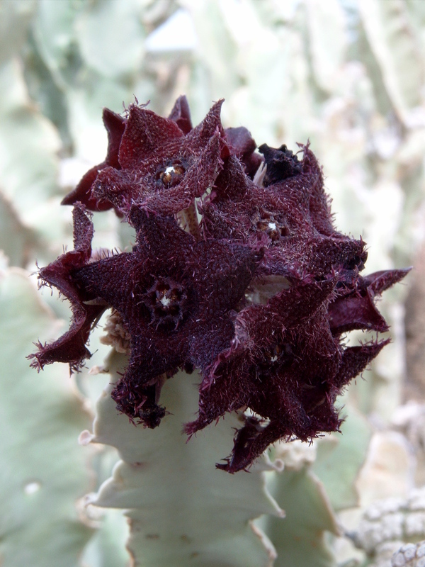 Image of <i>Caralluma acutangula</i> (Decne.) N. E. Br.