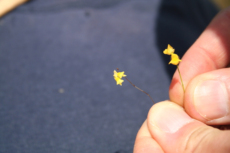 Image of Zigzag bladderwort