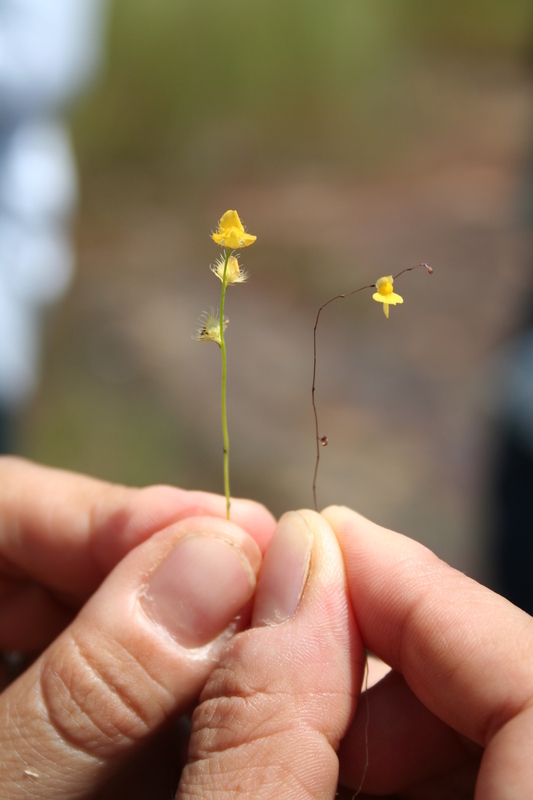 Image of Zigzag bladderwort