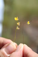 Image of Zigzag bladderwort