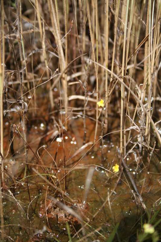 Image of Zigzag bladderwort