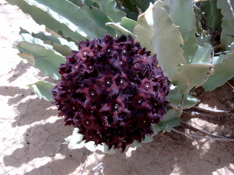 Image of <i>Caralluma acutangula</i> (Decne.) N. E. Br.