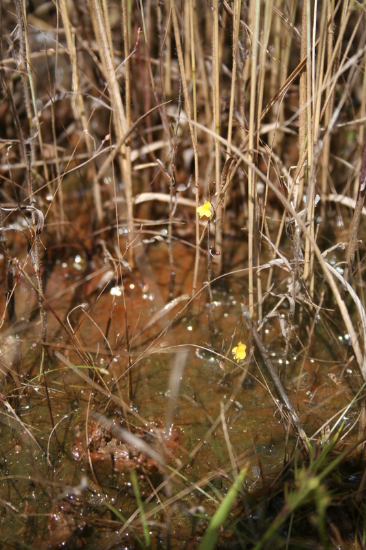 Image of Zigzag bladderwort