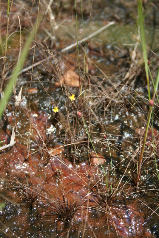 Image of Zigzag bladderwort