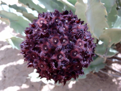 Image of <i>Caralluma acutangula</i> (Decne.) N. E. Br.