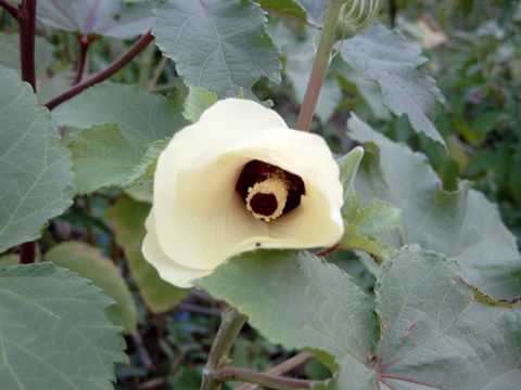 Image of okra