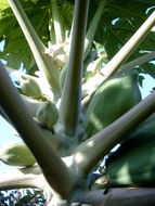 Image of papaya