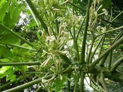 Image of papaya