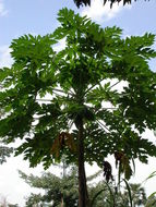 Image of papaya