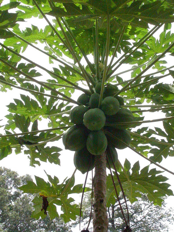 Image of papaya