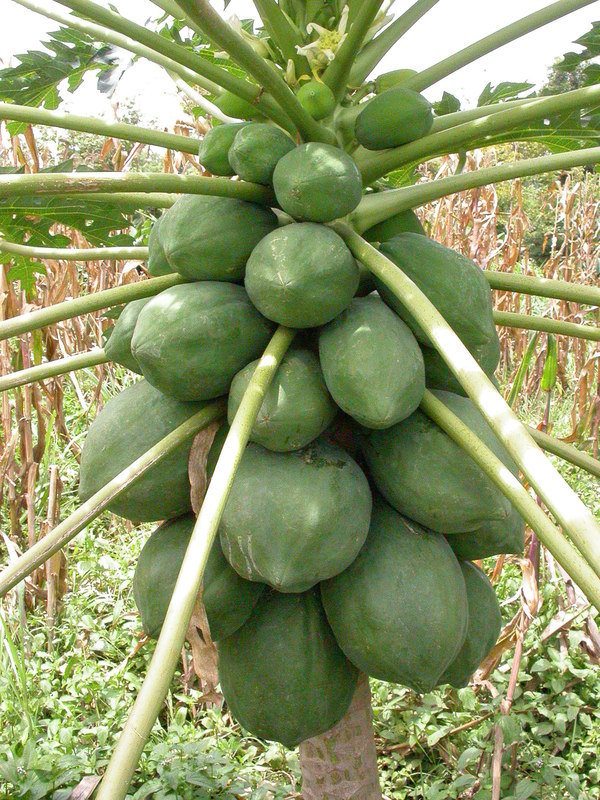 Image of papaya