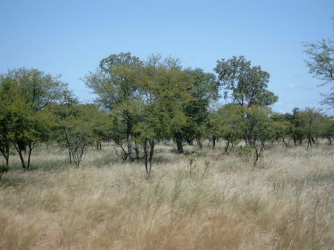 Image of <i>Acacia hockii</i> De Wild.