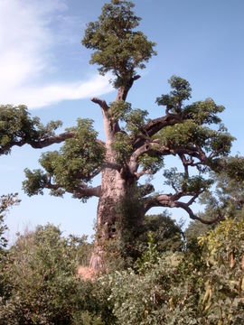 Image of African Baobab