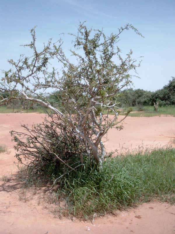 Слика од Boscia angustifolia A. Rich.