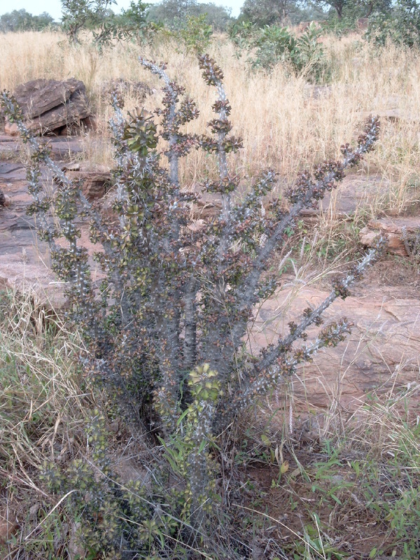 Sivun Euphorbia sudanica A. Chev. kuva