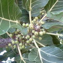 Imagem de Ficus platyphylla Del.
