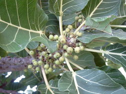 Image of Ficus platyphylla Del.